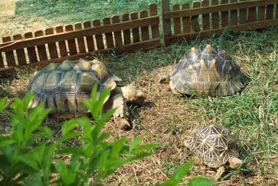 Sulcata-2.jpg