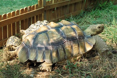 sulcata.jpg