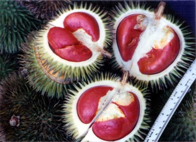 durio1.jpg