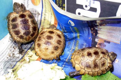 tortoise-sell.jpg