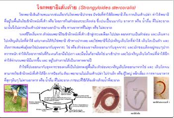 ใบความรู้ 12 พยาธิเส้นด้าย.JPG