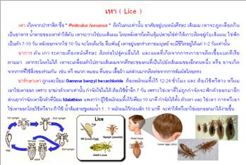 ใบความรู้ 20 เหา.JPG