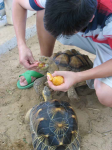 feed-tortoise.jpg