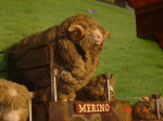 Resize_of_nz_108.JPG